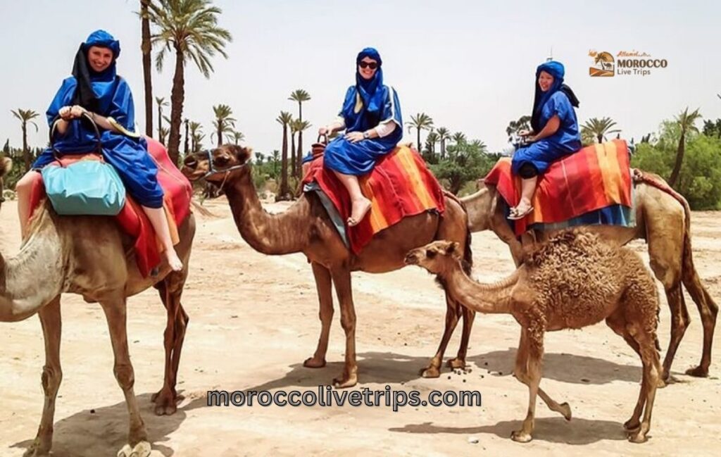 Morocco desert camel ride experience complete guide 2026