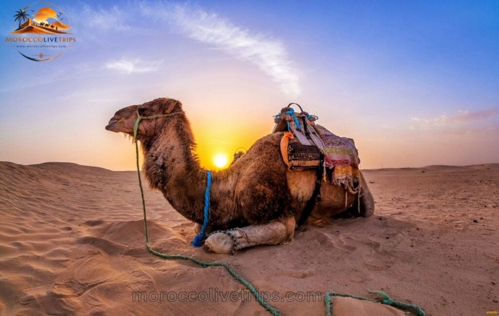 Morocco travel costs 2026 complete budget guide